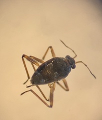 Microvelia americana