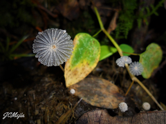 Coprinopsis ephemeroides