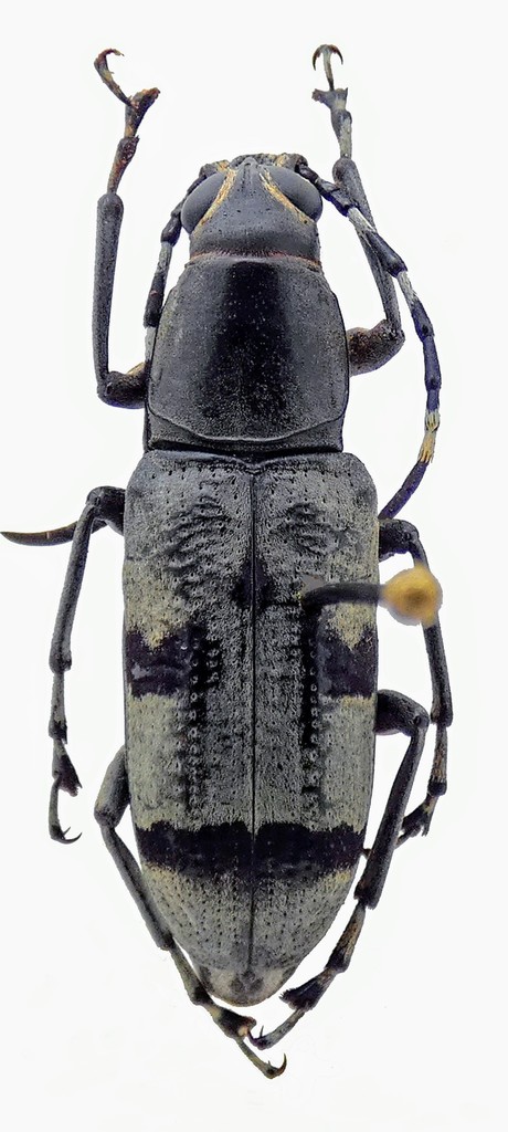Xenocerus pruinosus