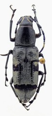 Xenocerus