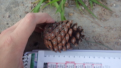 Pinus brutia eldarica