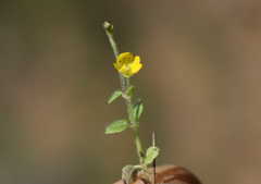 Hemimeris gracilis