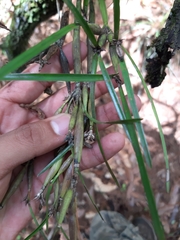 Scaphyglottis fasciculata