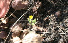 Hemimeris gracilis