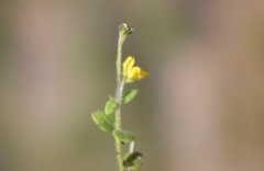 Hemimeris gracilis