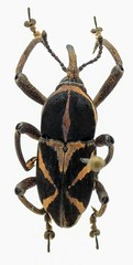 Cryptoderma mangyanum