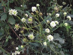 Verbesina walteri