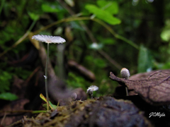 Coprinopsis ephemeroides
