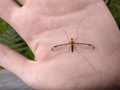 Aurotipula clara
