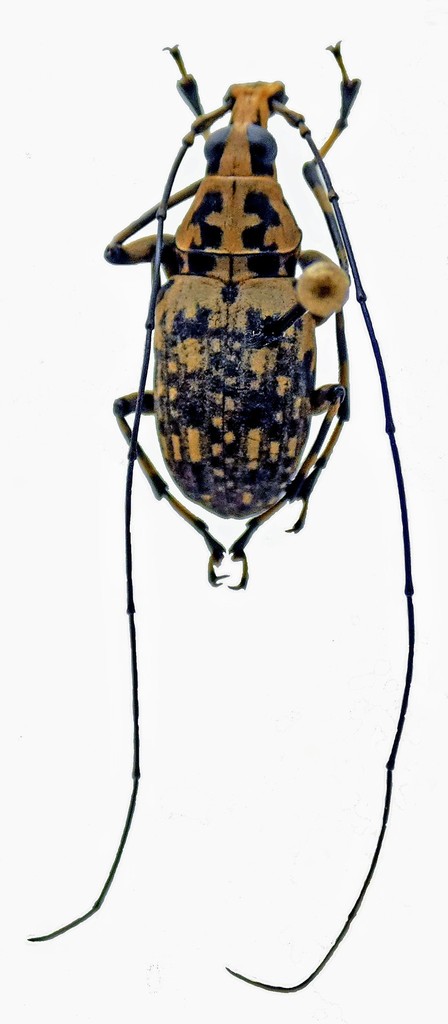 Acanthothorax basalis