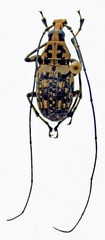 Mecocerus