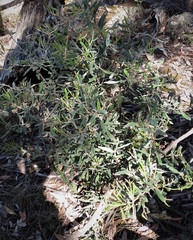 Grevillea floribunda