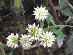 Verbesina walteri