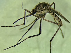 Aedes aculeatus