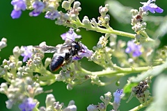 Megachile conjuncta