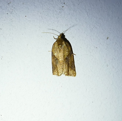 Argyrotaenia ivana