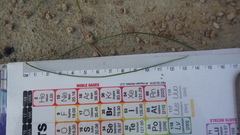 Pinus brutia eldarica