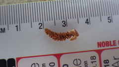 Pinus brutia eldarica