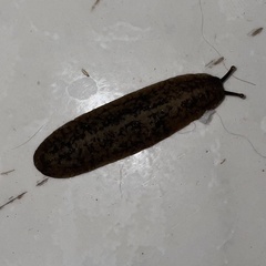 Sarasinula linguaeformis