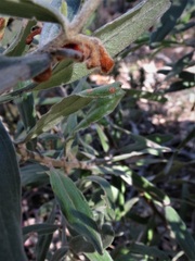 Grevillea floribunda