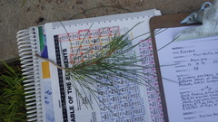 Pinus brutia eldarica