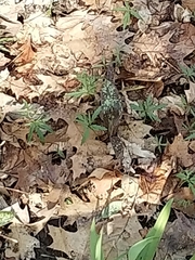 Erythronium americanum