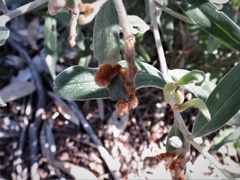 Grevillea floribunda