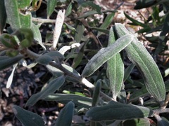 Grevillea floribunda