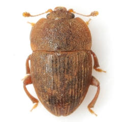 Stelidota octomaculata