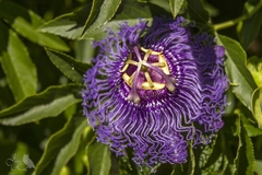 Passiflora