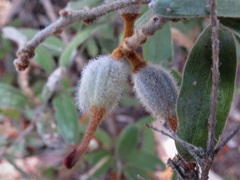 Grevillea floribunda