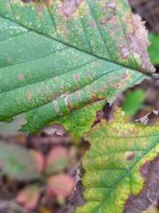 Stigmella villosella