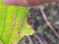 Stigmella villosella