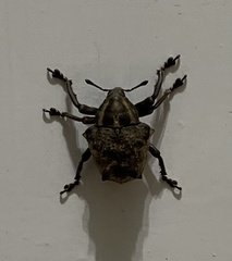 Sternechus tuberosus