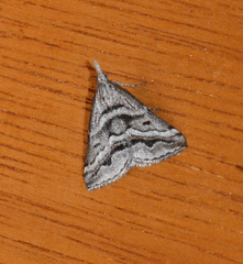 Dichromodes consignata