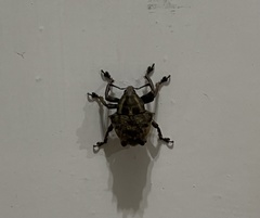 Sternechus tuberosus