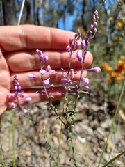 Comesperma ericinum