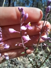Comesperma ericinum