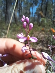 Comesperma ericinum