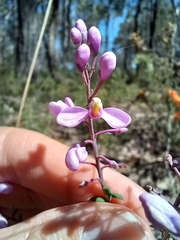 Comesperma ericinum