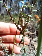 Comesperma ericinum