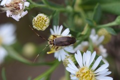 Adelphocoris rapidus