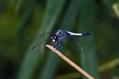 Brachydiplax farinosa