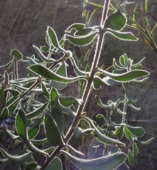 Persoonia rigida