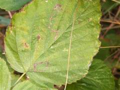 Stigmella villosella