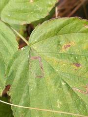 Stigmella villosella