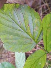 Stigmella villosella