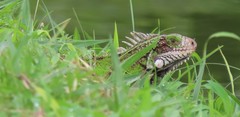 Iguana iguana