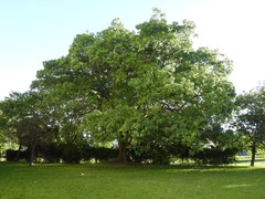 Ceiba speciosa