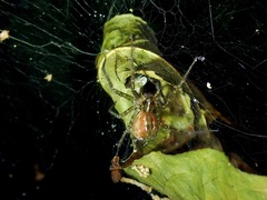 Sphedanus quadrimaculatus